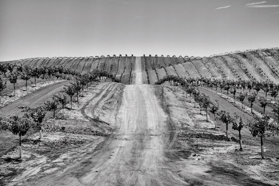 A newly planted pistachio orchard near Ducor in California's Central Valley.  Photo by Matt Black.
